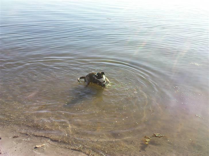 Amerikansk bulldog Kenzo billede 10