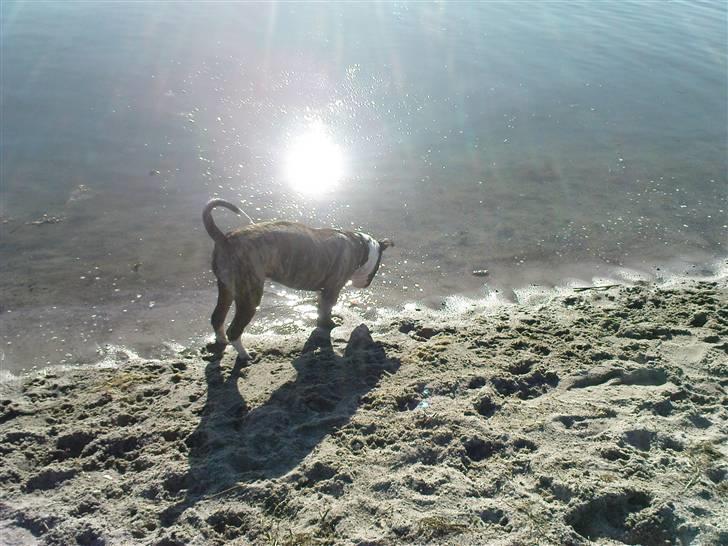 Amerikansk bulldog Kenzo billede 11