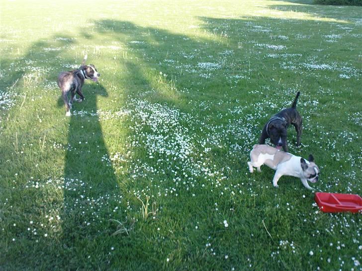 Amerikansk bulldog Kenzo billede 12