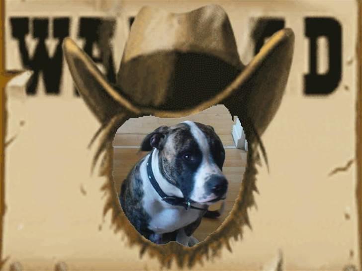 Amerikansk bulldog Kenzo billede 13