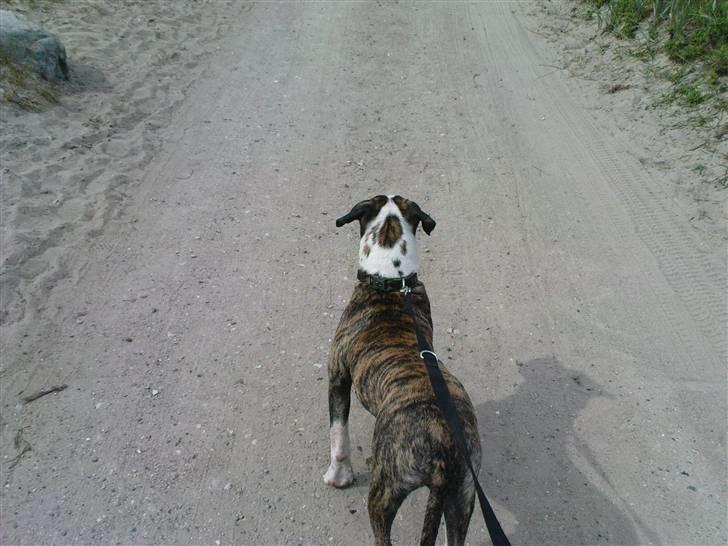 Amerikansk bulldog Kenzo billede 14