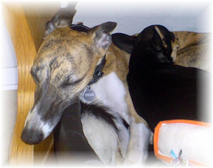 Whippet Yessi billede 15