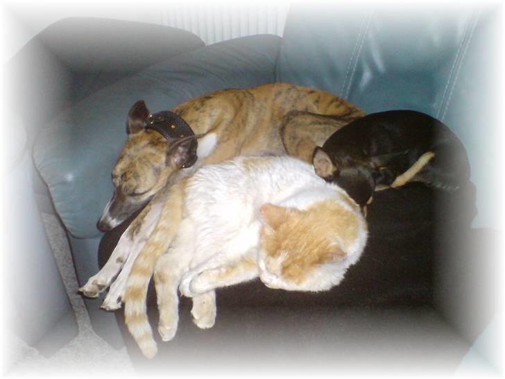Whippet Yessi - Yessi sammen med Rambo og Chucky.  :) billede 16