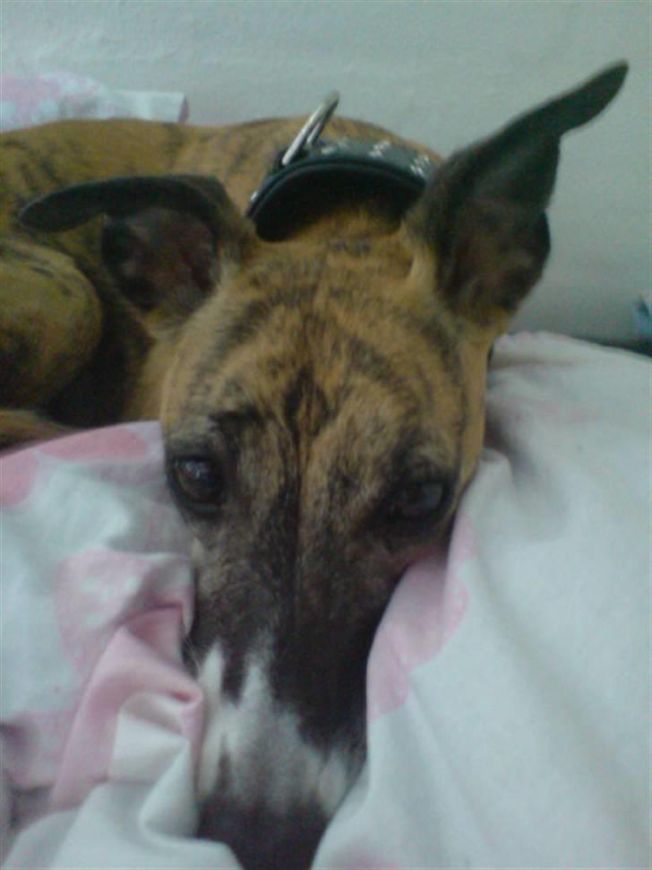 Whippet Yessi - Yessi sammen med Chucky.  :) billede 17