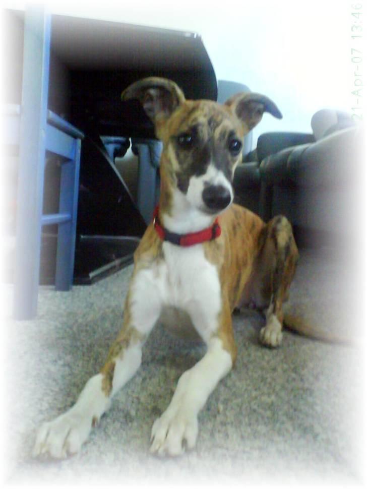 Whippet Yessi - Yessi 4½ mdr. billede 18