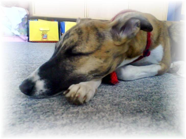 Whippet Yessi - Yessi 4½ mdr. billede 19