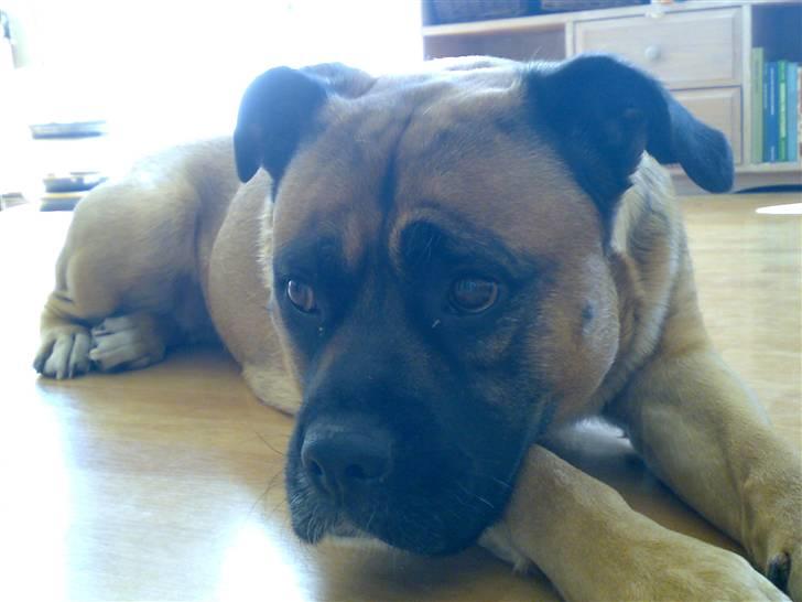 Blanding af racer Freja billede 17