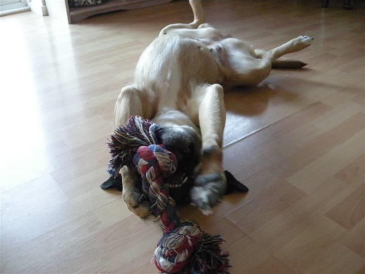 Blanding af racer Freja billede 18