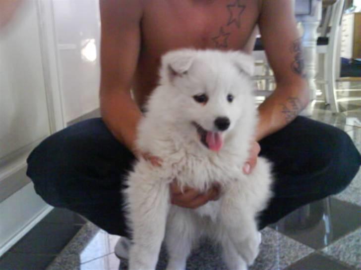 Japansk spids Chanel - Da vi lige havde hentet hende billede 1