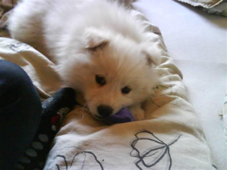 Japansk spids Chanel billede 2