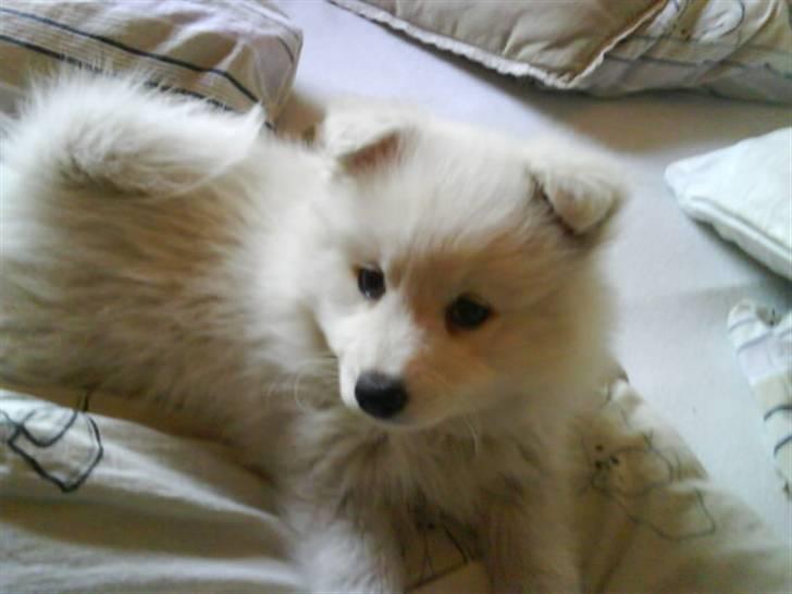 Japansk spids Chanel billede 3