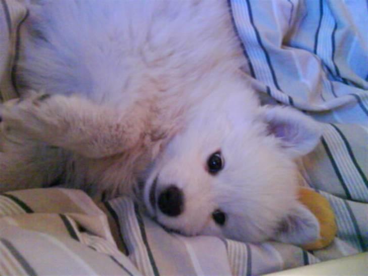 Japansk spids Chanel billede 4