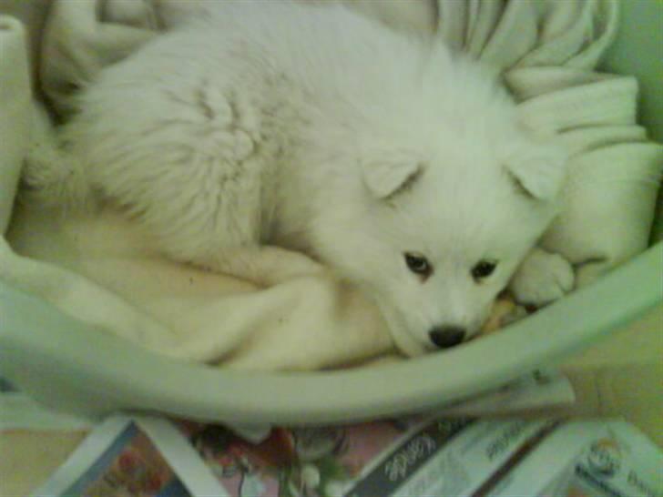 Japansk spids Chanel billede 5