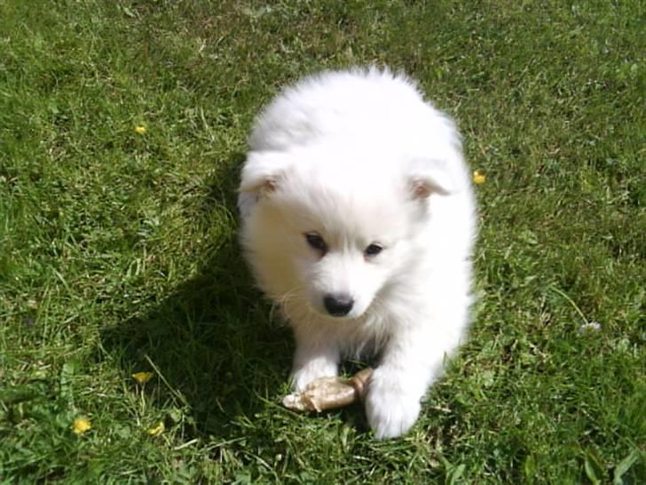 Japansk spids Chanel billede 6