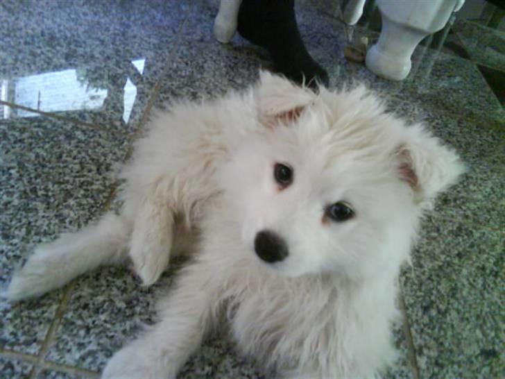 Japansk spids Chanel - Hun har lige været i bad billede 7