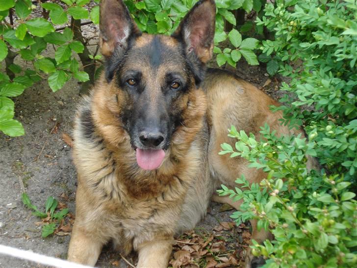 Schæferhund Atrix billede 10