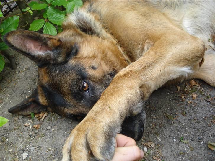 Schæferhund Atrix billede 11