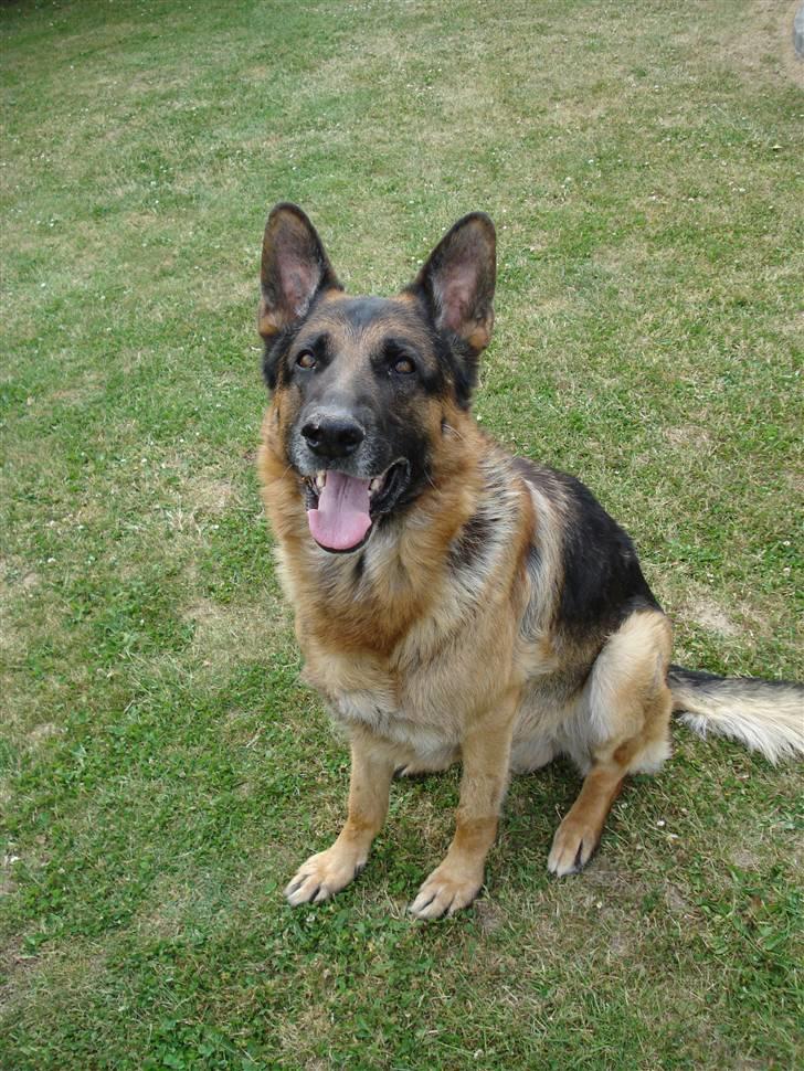 Schæferhund Atrix billede 12