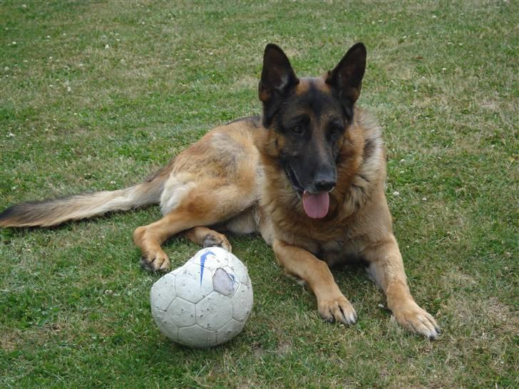 Schæferhund Atrix billede 13