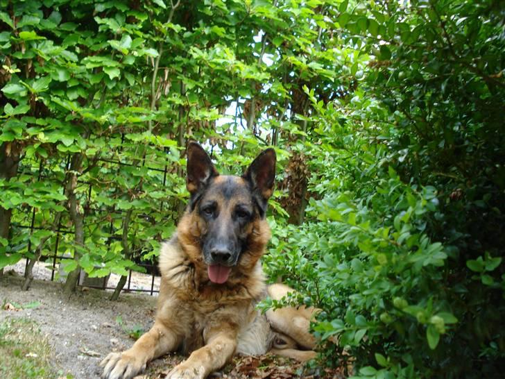 Schæferhund Atrix billede 14