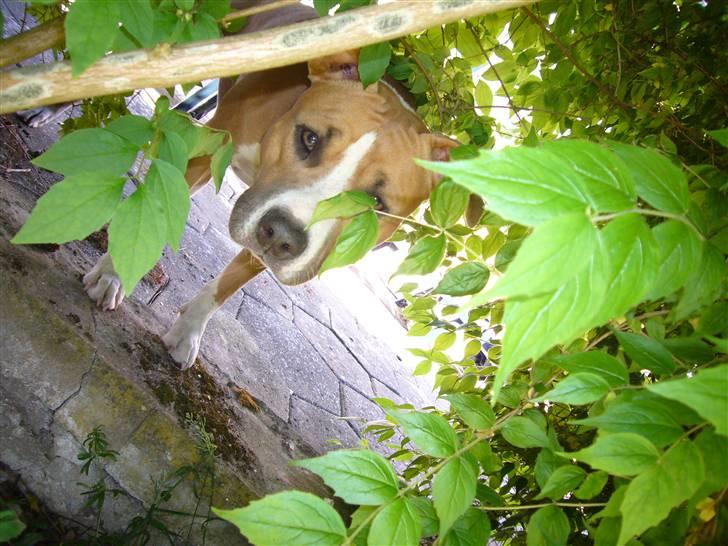 Amerikansk staffordshire terrier Milla - Kan I finde mig ;-) billede 15