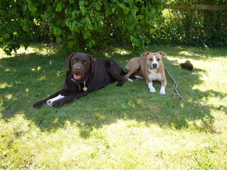 Amerikansk staffordshire terrier Milla - Mig og brormand i dejlig skygge.... billede 16
