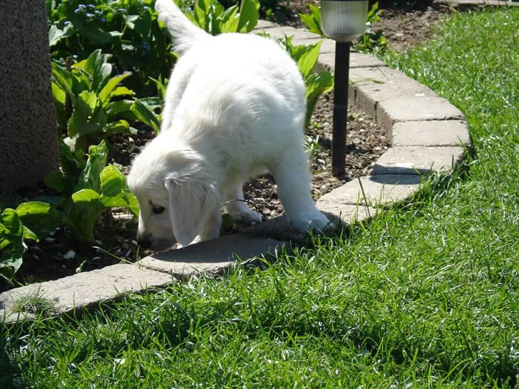 Golden retriever Pelle - Sikke alle de spændende ting man kan finde i sådan et bed billede 1