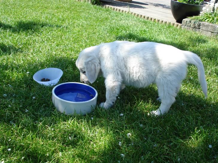 Golden retriever Pelle - er der meere ? billede 3