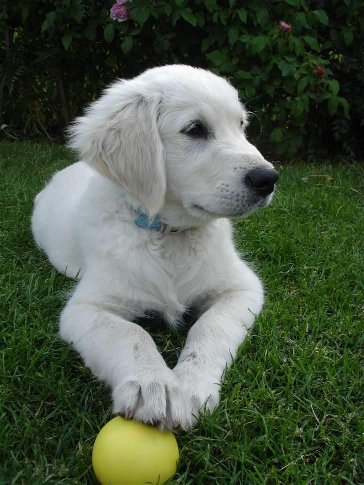 Golden retriever Pelle billede 5