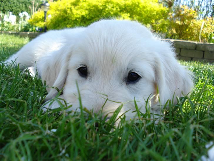 Golden retriever Pelle - er jeg ikke søøød ?  billede 6