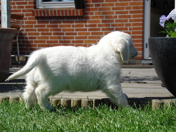 Golden retriever Pelle - sikke en farlig blomst der står der billede 8