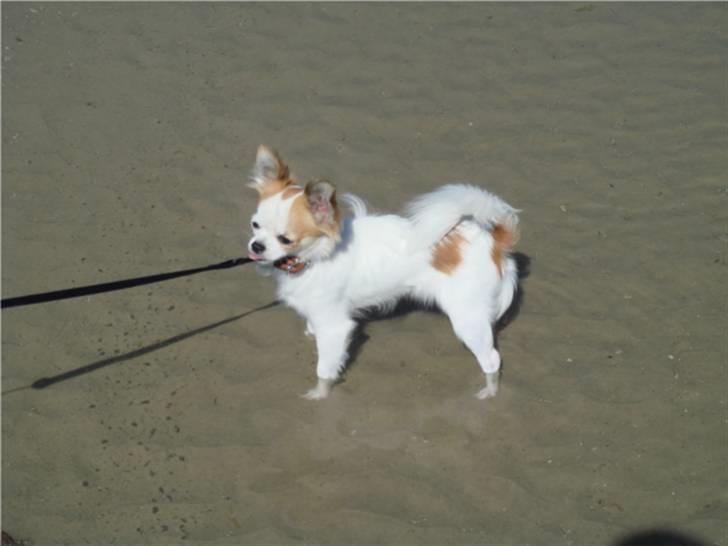 Chihuahua Ipso - 06.10. billede 12