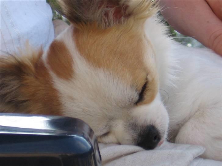 Chihuahua Ipso - 06.10. - Meget træt efter et hyggeligt træf billede 13