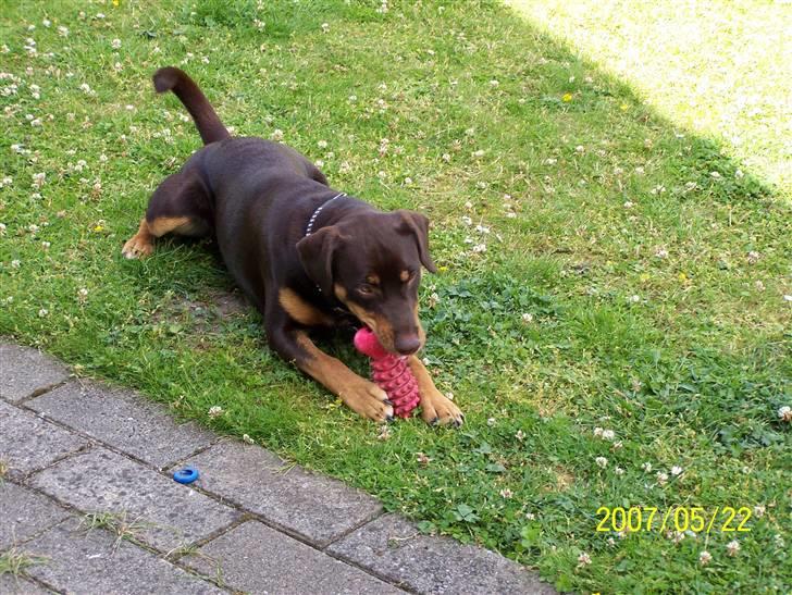 Blanding af racer Bailey billede 19