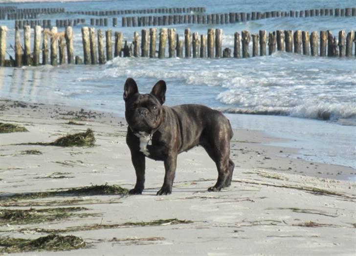 Fransk bulldog Astrid - Foto: Winnie Kongsnæs billede 6