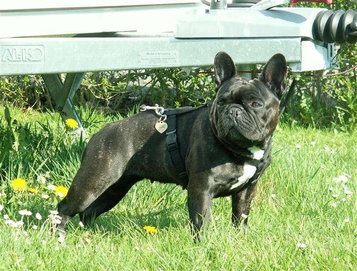 Fransk bulldog Astrid - Foto: Winnie Kongsnæs billede 7