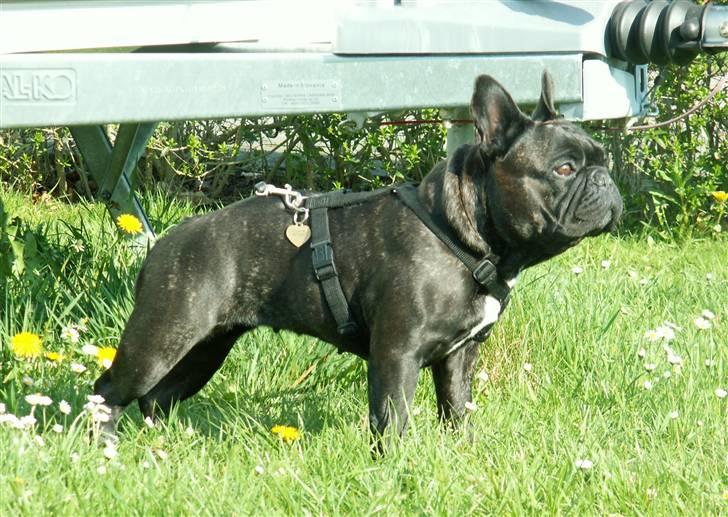 Fransk bulldog Astrid - Winnie Kongsnæs billede 8