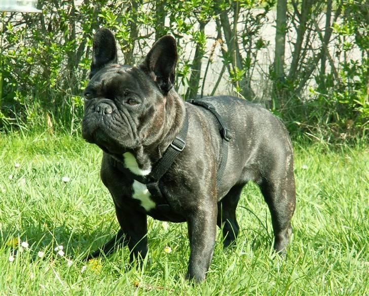 Fransk bulldog Astrid - Foto: Winnie Kongsnæs billede 9