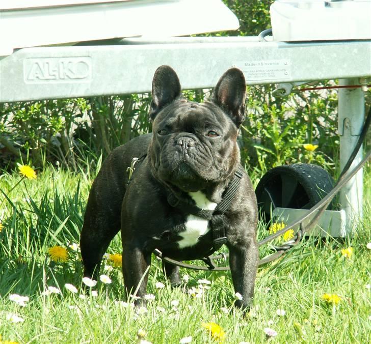 Fransk bulldog Astrid - Foto: Winnie Kongsnæs billede 10