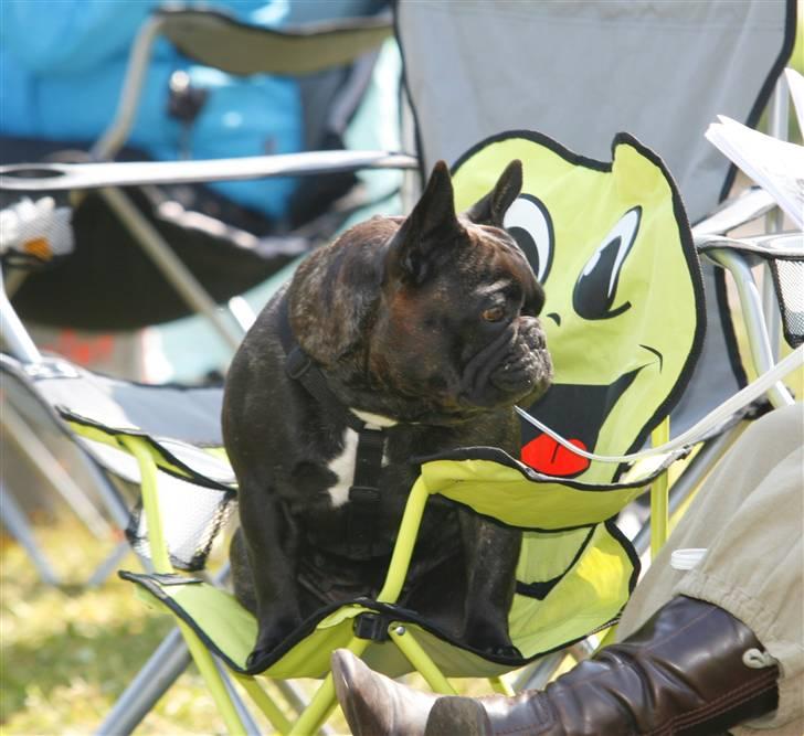 Fransk bulldog Astrid - Foto: Jan Sternkopf billede 11