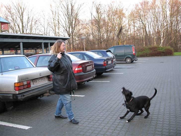 Blanding af racer Eiko billede 6