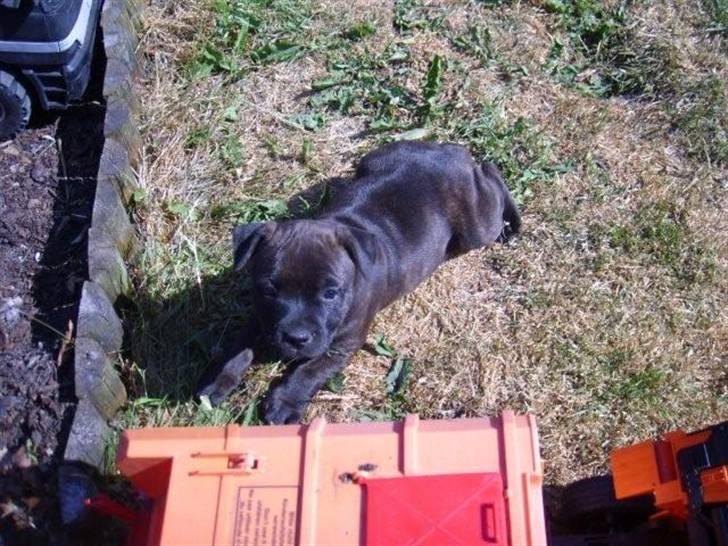 Staffordshire bull terrier Samardhi billede 1