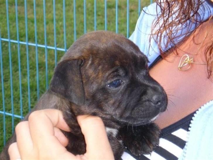 Staffordshire bull terrier Samardhi billede 2