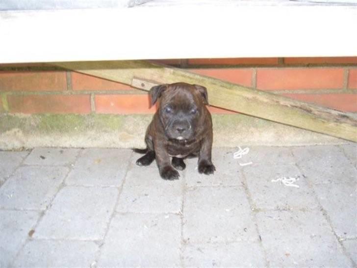Staffordshire bull terrier Samardhi billede 3