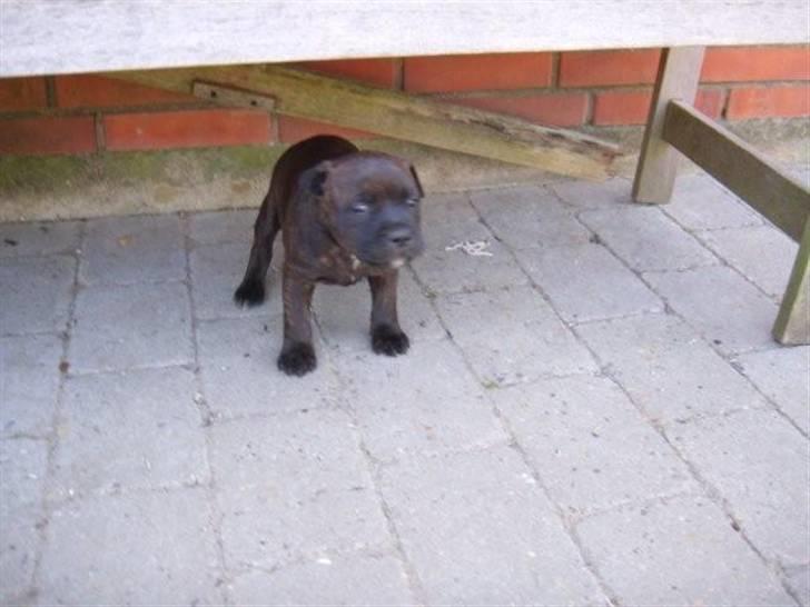 Staffordshire bull terrier Samardhi billede 4