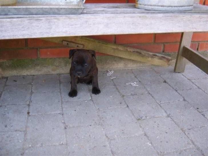 Staffordshire bull terrier Samardhi billede 5