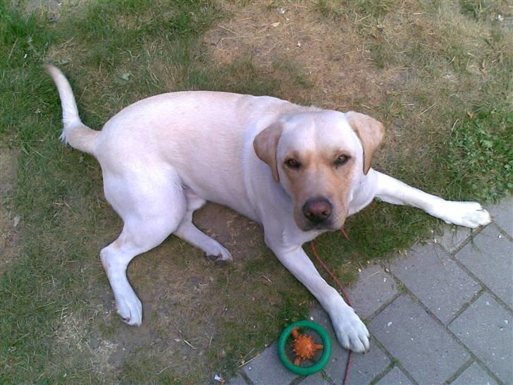 Labrador retriever Grøffe billede 1