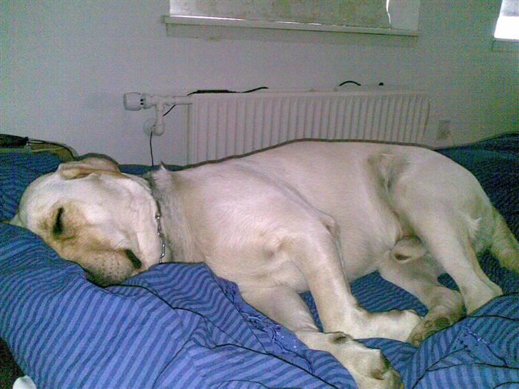 Labrador retriever Grøffe billede 2