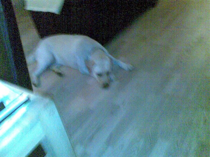 Labrador retriever Grøffe billede 3