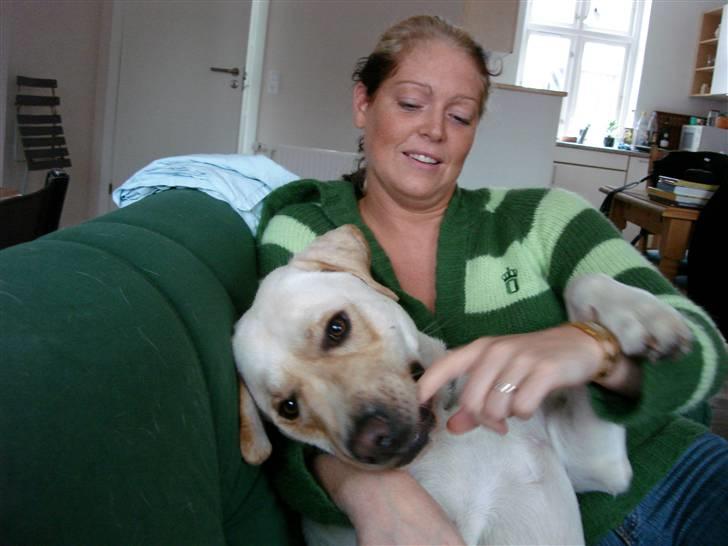 Labrador retriever Grøffe billede 4